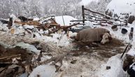 Strašan prizor u Brodarevu: Sneg srušio krov štale, 3 krave uginule, veterinari se bore za četvrtu