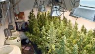Kod Obrenovca otkrivena velika laboratorija za drogu: U njoj pronađeno čak 700 stabljika marihuane