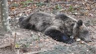 "Rasadnik" mrkih medveda: U skrivenim šumama Tare živi 60 jedinki, mlađi čak ne padaju u zimski san