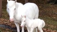 Najnežnija bića na planeti: Albino konji izgledaju nestvarno, kao da su došli direktno iz raja