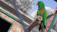 Papagaj Aleksandar iz Topole imitira Viber: Njegov vlasnik nikad ne zna da li se čuje on ili telefon