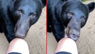 "Ne pravi zvukove!": Ogroman medved upao u kamp avanturista, pa nasrnuo na ljudsku nogu