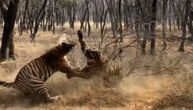 Turisti zanemeli od straha: Dva ogromna tigra nasrnula jedan na drugoga