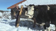 Volovi, najbolji prijatelji meštana na Kamenoj Gori: Probijaju snežne smetove preko 2 m i čiste put