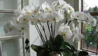 Trikovi za negu orhideja: Čak i kad mislite da im je kraj, mogu se "vratiti u život"
