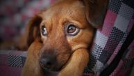 Drska krađa u Zrenjaninu: Neko je odneo 81 kilogram hrane namenjene napuštenim psima