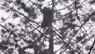 Tužna vest stiže iz Berana: Pošto se pojavio snimak mečeta na drvetu, otkriveno da je ubijena mečka