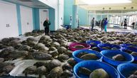 Bore se da ih spasu: Više hiljada morskih kornjača nasukalo se na obale u Teksasu usled snežne oluje