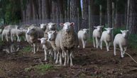 226 jagnjadi, koza i ovaca ukradeno u okolini Smedereva: Policija uhapsila lopova koji je imao razrađen modus