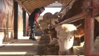 Nemanja ima 25 godina i zna kako da od malog teleta napravi bika od 600 kilograma