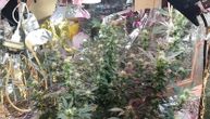 Policija u Kladovu u stanu pronašla 7 kilograma marihuane i ilegalnu laboratoriju: Uhapšen muškarac