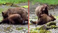 Nije ono što ste pomislili! Šta rade ovi medvedi?