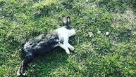 Stravičan prizor na igralištu u Beogradu: Pronađeni leševi zečeva, deca videla sumnjivog muškarca