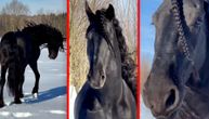 Skupoceni crni lepotan: Cena ovog rasnog konja dostiže i do 30 hiljada evra