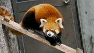 Nisu rakuni već crvene pande: U ovom zoološkom vrtu ih ima najviše i obožavaju da se maze!