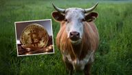 Krava vredna više od 1.000 evra, prvi put u istoriji plaćena bitkoinima: Crnogorci pretekli region