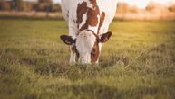 "Situacija u mlekarstvu neodrživa": Proizvođači traže 3 hitne mere za spas stočarstva