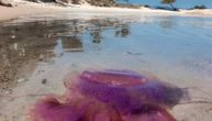 Pojavila se slika sa grčke plaže koja je mnoge uplašila i zgrozila: U plićaku vreba opasna meduza