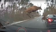 Opasnost na putu: Pogledajte kako izgleda kada krdo jelena naleti na auto