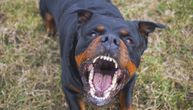 Horor na Kosmaju: Psi izujedali čoveka na smrt