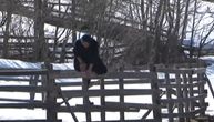 Baka Ivanka je najvitalnija baka na Balkanu: Sa 92 godine trči, preskače ogradu i sama cepa drva