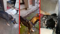 Akcija spasavanja u Beogradu: Keruši i štencima život je visio o koncu dok se nisu pojavili heroji