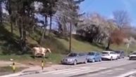 Krava na Konjarniku? Životinja prošetala beogradskim ulicama, prolaznicima drugi detalj zapao za oko