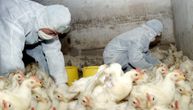 Ptičiji grip u Kini mutirao: Ove godine više zaraženih, stručnjaci zabrinuti
