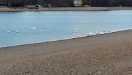 Prelepi prizor na Adi, divni labudovi krstare jezerom: Bilo ih je mnogo više, molba za posetioce