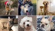 Prva online izložba pasa u Srbiji: Pogledajte 10 prvoplasiranih takmičara, ne zna se koji je lepši