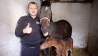 U Mačvi ne žale pare za dobre konje: Prinovi se raduju kao rođenju deteta