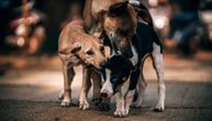 Leskovčani muku muče sa psima: Od početka godine podneli čak 150 tužbi zbog ujeda lutalica