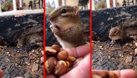 Kad je gladna ni veverica nije sva svoja: Skviši u akciji jedenja lešnika