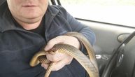 Vladica najavio buđenje zmija, našao smuka na putu pa ga uneo u auto: "Sve je počelo nakon 2 smrti"