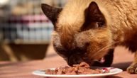 Na tržištu se pojavila otrovna hrana za mačke: Britanski veterinari bore se sa misterioznom bolešću