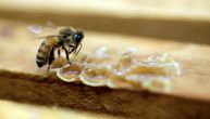 Retki azijski insekt i u Obrenovcu: Liči na stršljena, gnezde se u šupljinama, a evo da li je opasan