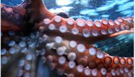 Muškarca napala "ljuta" hobotnica: Jedva se dočepao obale, pratila ga i u plićaku