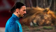 Ibrahimović ubio lava, Šveđani šokirani šta je Zlatan nakon toga uradio s njim