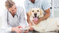 Mini vodič za skraćivanje noktiju pasa: Svi vlasnici treba da znaju kako se održava higijena šapa