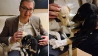 Vucic receives two Saluki puppies from sheikh: "I'll try to keep them in Jajinci"