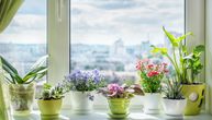 Kako da osvežite sobne biljke posle zime: 3 korisna saveta za prolećnu negu