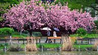 Cvetovi na japanskoj trešnji procvetali najranije do sad, naučnici objašnjavaju zašto to nije dobro