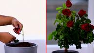 Otkrivamo koristan trik iskusnih baštovana: Jednostavno razmnožavanje ruža pomoću meda i krompira
