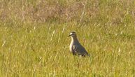 Unique bird registered in Serbia for the first time: White-tailed lapwing spotted on Lake Ludas
