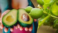 Kako se sadi i uzgaja avokado kod kuće: Ovo zdravo egzotično voće možete da imate i u svom vrtu