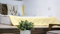 Biljke koje bi trebalo držati u spavaćoj sobi: Pročišćavaju vazduh i poboljšavaju kvalitet sna