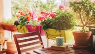 5 biljaka koje su idealne za terasu: Pune su šarenih cvetova, a lagane za održavanje