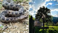 Ovako je poskok dug više od pola metra uhvaćen u manastiru Gradac: Rastko je zmiju pustio u prirodu