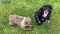 Oni su pravi tandem: Meda i šimpanza obožavaju da provode vreme zajedno
