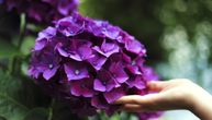 5 saveta za negu hortenzija: Ako ih ovako zaštitite, u proleće će opet biti bujne